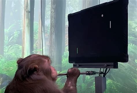 Monkey Plays Video Game Through Telepathy Elon Musk Shares Viral Video