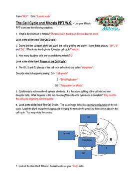 Cells alive meiosis phase worksheet; Cell Cycle And Mitosis Worksheet Answer Key / Cells Alive ...