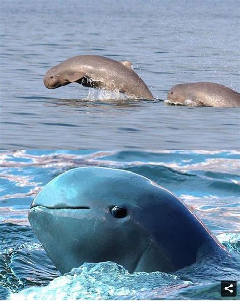Mammals That Live In The Ocean - Pets Lovers