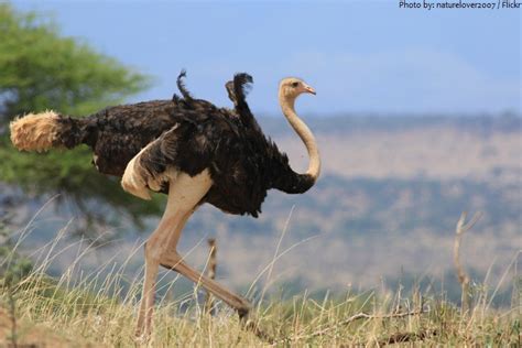 Interesting Facts About Ostriches Just Fun Facts
