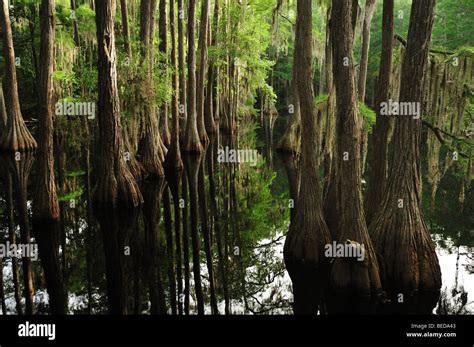 Bald Cypress Taxodium Distichum Lake Bradford Florida Stock Photo