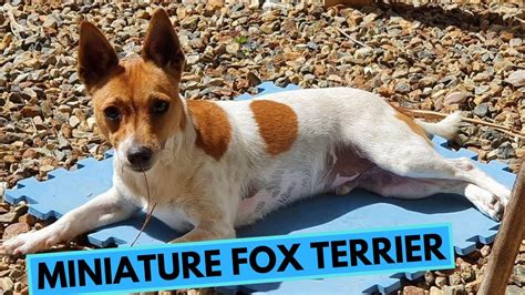 Miniature Fox Terrier Top Interesting Facts Youtube