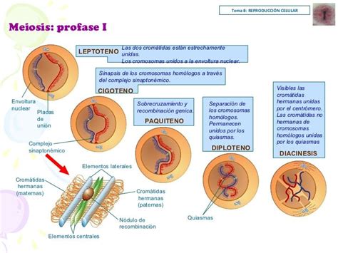 Reproduccion Celular Mind Map