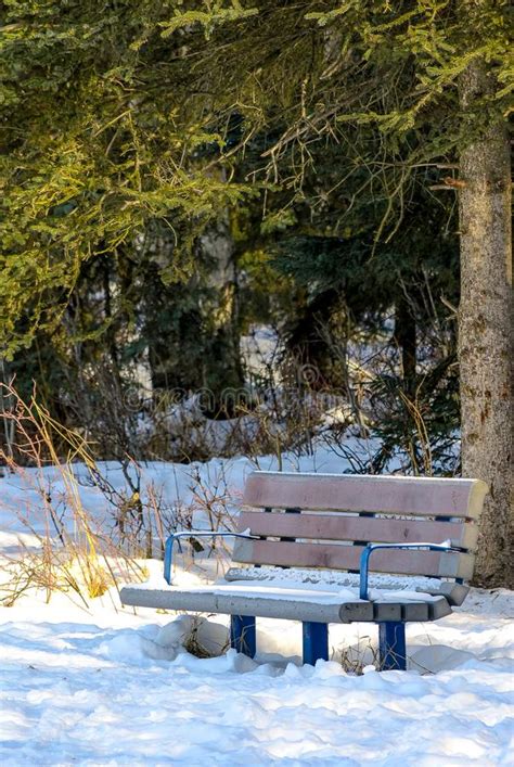 Snow Covered Park Bench In Winter Stock Image Image Of Weather