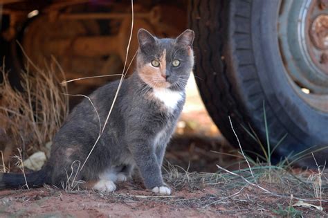 Do humane mouse traps work? It's National Feral Cat Day, and Here's What You Need to ...