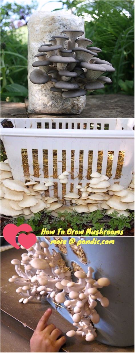 How To Grow Mushrooms At Home Pondic