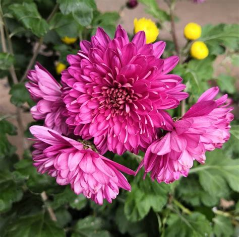 Chrysanthemum Meaning Origins And Other Interesting Facts