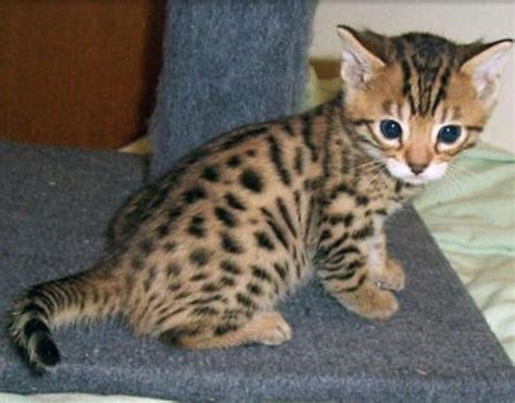 Adorable Cat That Looks Like A Cheetah Bengal Kitten Kittens Cutest