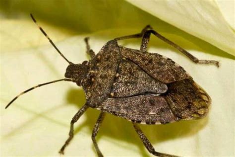 Managing Brown Marmorated Stink Bugs In Homes Gardening In Michigan