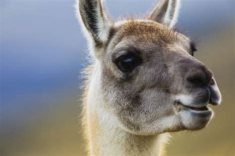 Llama Facts 22 Fun Facts About These Curious Animals