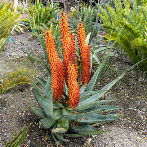 Aloes Aloe Ferox