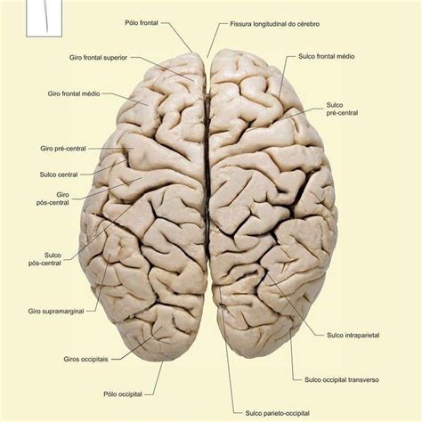 Vamos Revisar Os Sulcos E Giros Cerebrais Concurseiro Physiotherapy