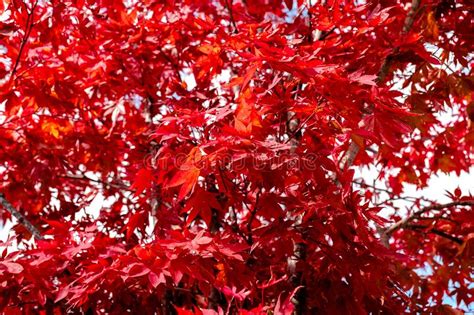 Red Maple Tree In Autumn Seasonal Japan Stock Image Image Of Light