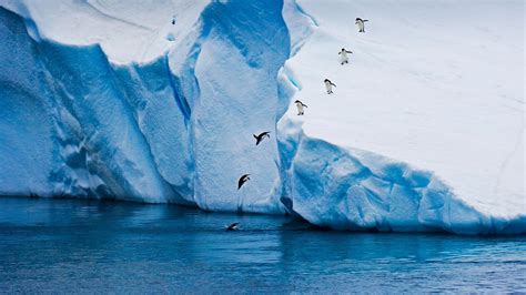 Bing Image One Giant Leap For Penguins Bing Wallpaper