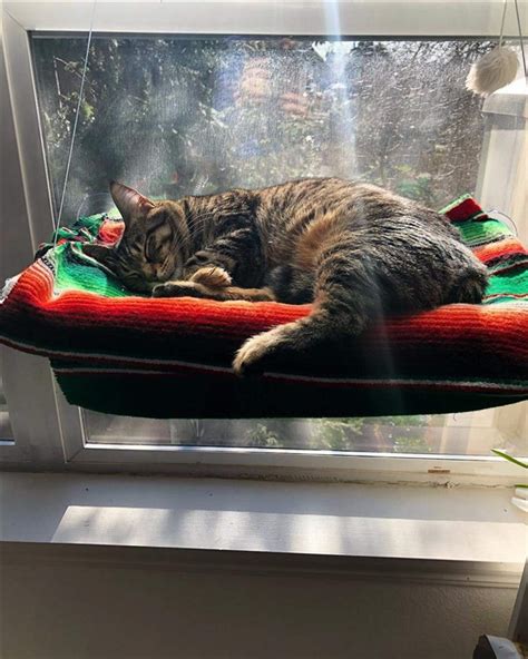 Cat Window Box Cat Solarium And Cat Window Sill Perch