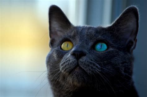 Why Do Cats Eyes Glow Easy Explanation