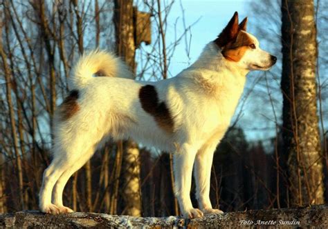 Nordic Spitz Norrbottenspets A Breed Of Dog Of The Spitz Type It Is