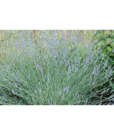 Lavandula X Intermedia Dutch 1lt