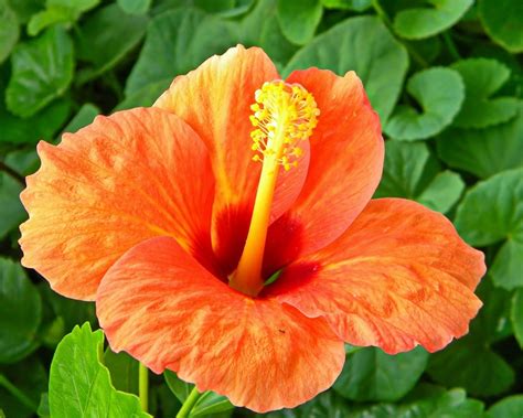 Getting Hibiscus Flowers To Bloom Thriftyfun