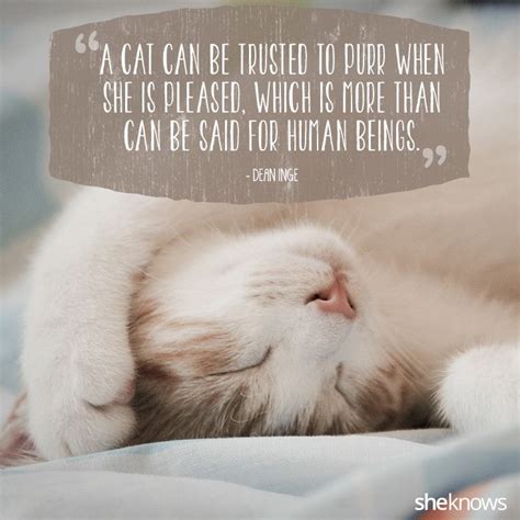 50 Cat Quotes Express Your Love For Kitties