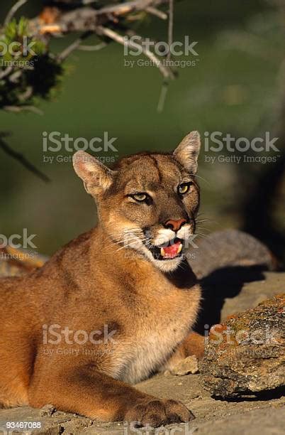 Female Mountain Lion Stock Photo Download Image Now Animal Animal
