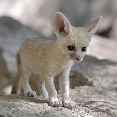 Fennec Fox Digs Tunnel of Love - ZooBorns
