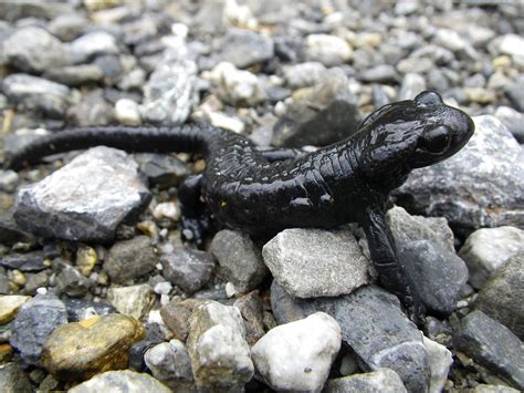 Salamander Amphibian Animal Alpine Salamander Black 20 Inch By 30 Inch