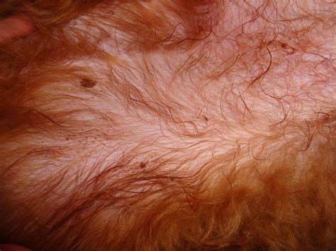 What Are These Black Dots That Keep Showing Up On Pups Belly Poodle