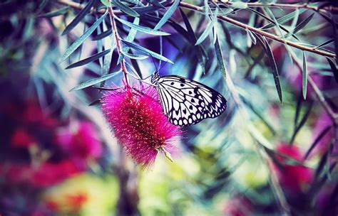 Free Photo Butterfly Close Up Depth Of Field Flora Flower Insect