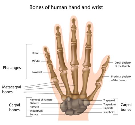 Metacarpal Bones Archives Arora Hand Surgery