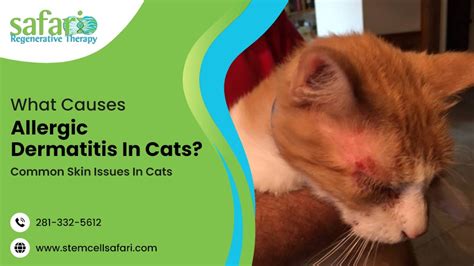 What Causes Allergic Dermatitis In Cats Common Skin Issues In Cats
