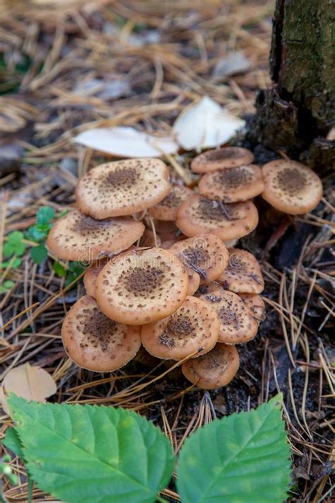 Large Group Of Edible Mushrooms From The Armillaria Mellea Growing On A