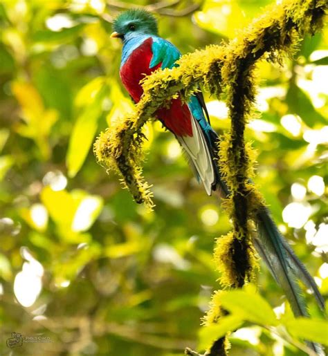 El Quetzal Ave Nacional De Guatemala Historia Y Leyenda