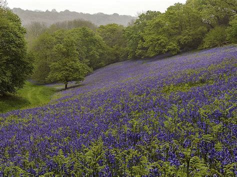 Dorset Bluebells Wild Flowers In England