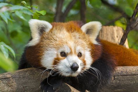 Red Panda Scientific Name Ailurus Fulgens Fulgens Stock Image Image