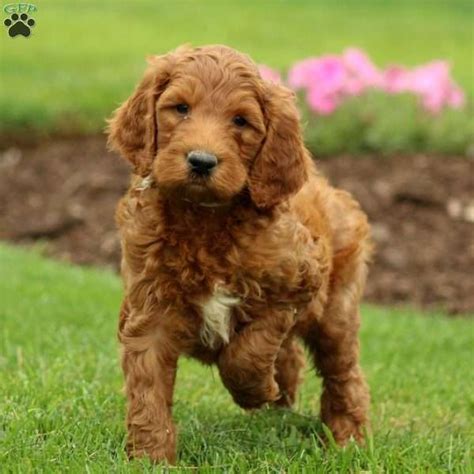 Aiden Irish Doodle Puppy For Sale In Pennsylvania Doodle Puppy