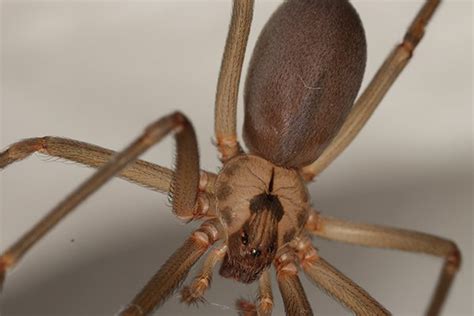 Graphic All About The Brown Recluse Spider Brown Recluse Spider Vrogue