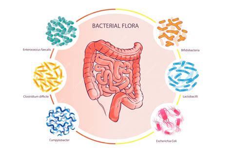 Buena Flora Bacteriana Ilustración Vector De Colon Humano Vector Premium