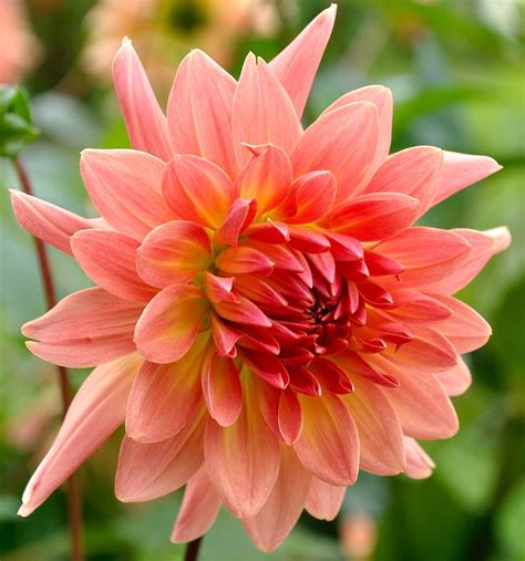 Dahlia Flower Beauty · Free Photo On Pixabay