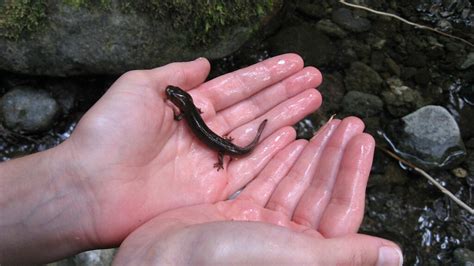 Baby Salamander Merriman Falls Quinault WA Victoriafee Flickr