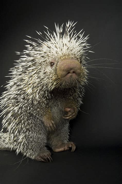 Roosmalens Dwarf Porcupine