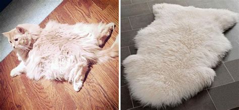 31 Cats That Look Like Other Things Art Sheep