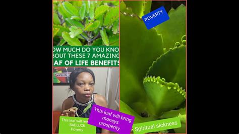 Leaf Of Life Miracle Leafremove Poverty Badluck Get Money