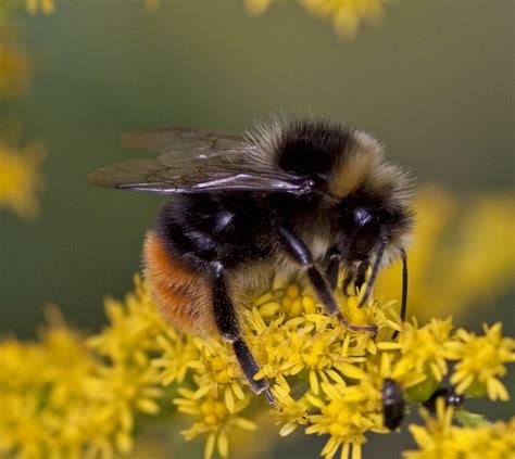Filebumble Bee 4849358448 Wikimedia Commons