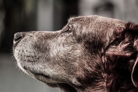 7 Things Your Deceased Pet Would Want You To Know Artofit