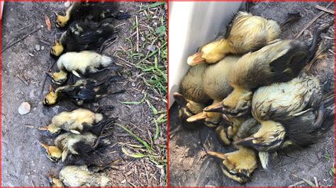Wildlife Rescue Warning As Nine Ducklings Killed In Tragic Massacre