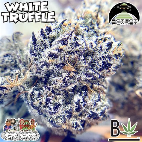 White Truffle By Potent Planet Hippy Life Entertainment