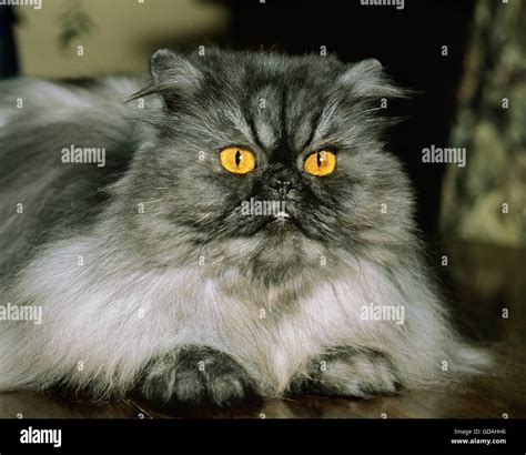 Smoke Persian Domestic Cat Stock Photo Alamy