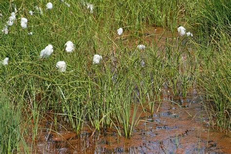 Wollgras Moor Sumpf · Kostenloses Foto Auf Pixabay