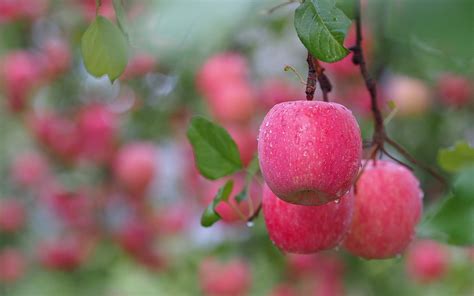 Apple tree flowers but no fruit. Apple HD Wallpaper | Background Image | 1920x1200 | ID ...